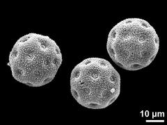 dry pollen grains