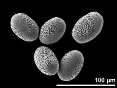 hydrated pollen grains