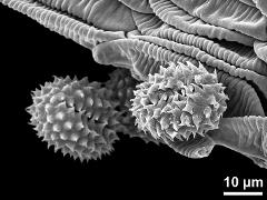 dry pollen grains