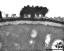 interapertural area of pollen wall