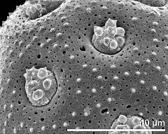 exine surface and apertures