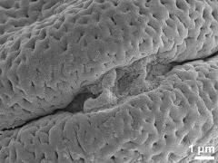 Sculpture along colpi