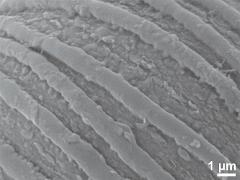 exine surface