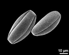 dry pollen grains