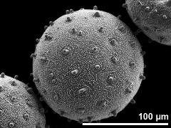 hydrated pollen grain