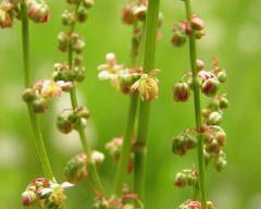 flowers of Rumex acetosa