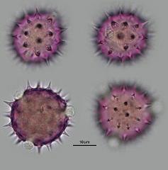 hydrated pollen