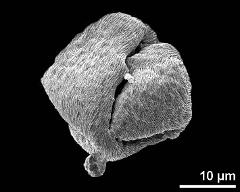 polar view (dry pollen grain)