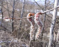 inflorescence(s)