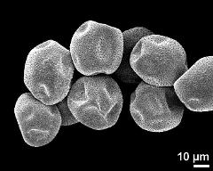 dry pollen grains