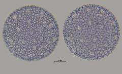 hydrated pollen