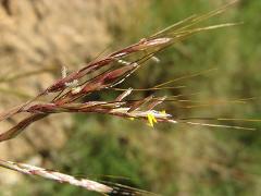 inflorescence(s)