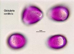 hydrated pollen