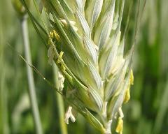 flowers of Secale cereale