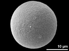 proximal polar view