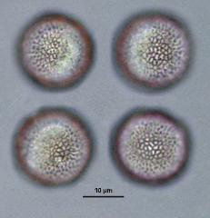 hydrated Pollen