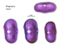 hydrated pollen