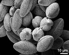 dry pollen grains