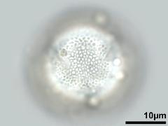 hydrated pollen,polar view