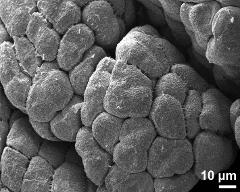 hydrated tetrads (forming massula)