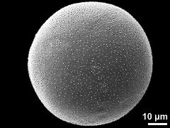 hydrated pollen grain