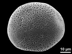 polar proximal view