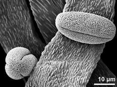 dry pollen grains