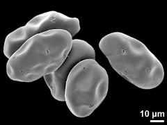 dry tetrads