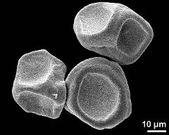 dry tetrads