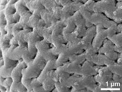 Sculpture in polar area