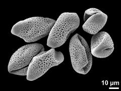 dry pollen grains