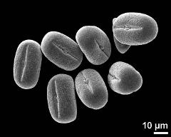 dry pollen grains