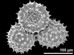 dry pollen grains