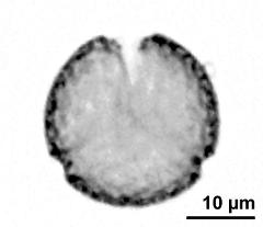 optical section