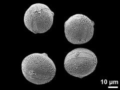 hydrated pollen grains