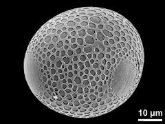 equatorial view (triporate grain)