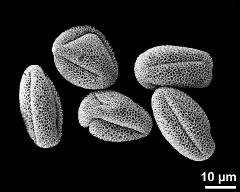 dry pollen grains