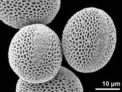 hydrated pollen grains