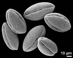 dry pollen grains