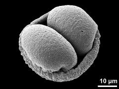 dry pollen grain