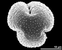 polar view (dry pollen grain)