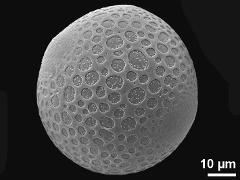 hydrated pollen