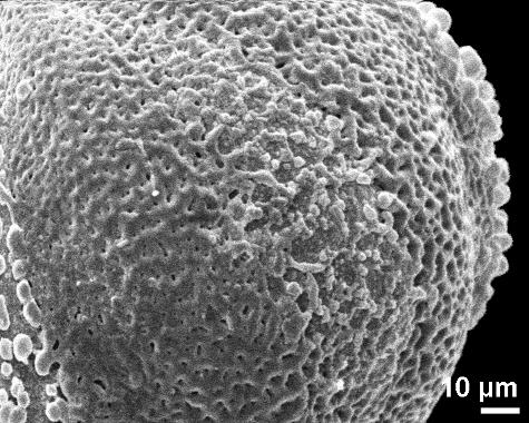 aperture,colporus