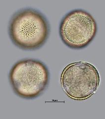 hydrated pollen