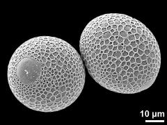 hydrated pollen grains