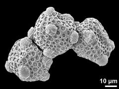 dry pollen grains