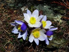 flowers of Pulsatilla vernalis