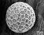 hydrated pollen grain