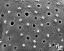 exine surface
