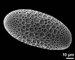 polar proximal view